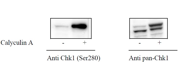 Human Phospho-Chk1 (S280) ELISA Kit | RayBiotech