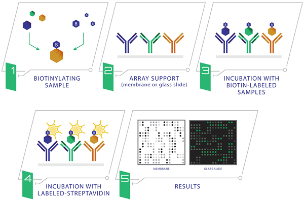 Antibody Drug Development