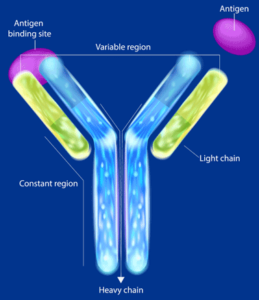 Antibody Arrays & Mass Spectrometry | Discovery in the Post-Genomic Age