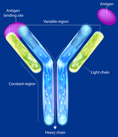 Comparing Antibody Arrays & Mass Spectrometry - Discovery in the Post ...