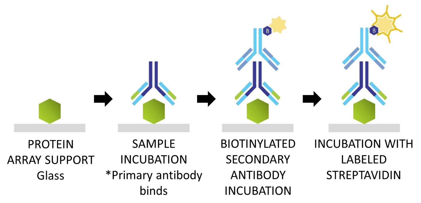 Covid-19 Research Tools 101 - Discovery In The Post-genomic Age