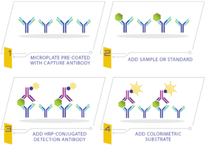 ELISA vs. Immuno-PCR vs. SIMOA: Comparison of Protein Detection Tools ...