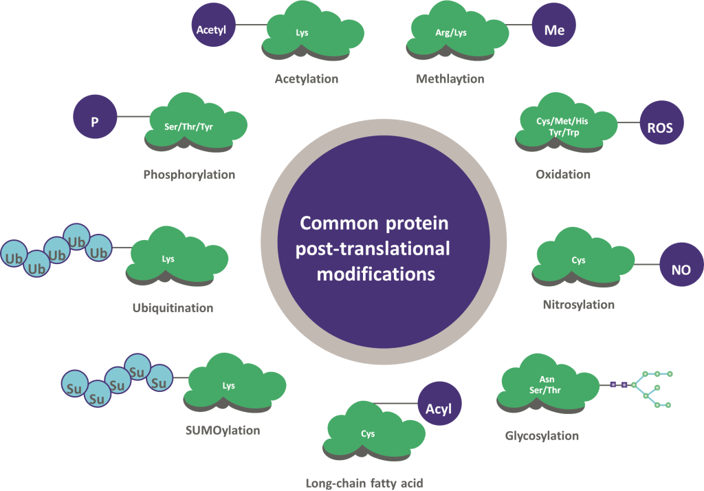 Protein Post-Translational Modifications - Discovery In The Post ...