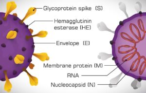 Recombinant Spike Protein COVID-19 | RayBiotech