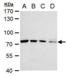 Anti-ZC3H12A Antibody | RayBiotech