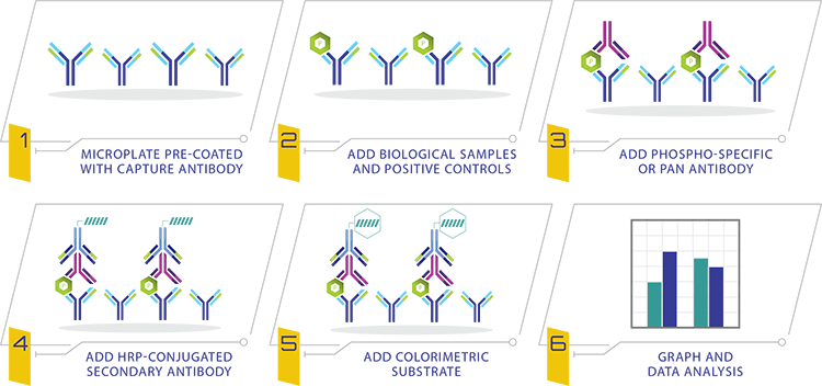 Phosphorylation ELISA Kits | RayBiotech