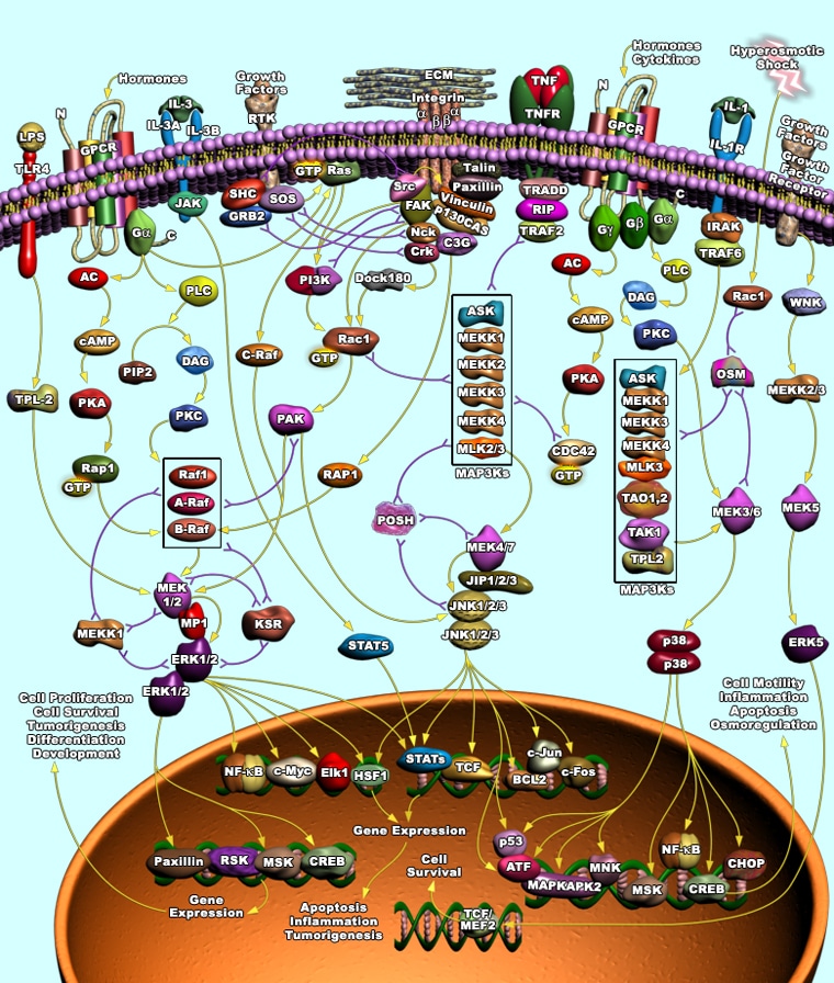 MAPK Signaling Pathway | RayBiotech