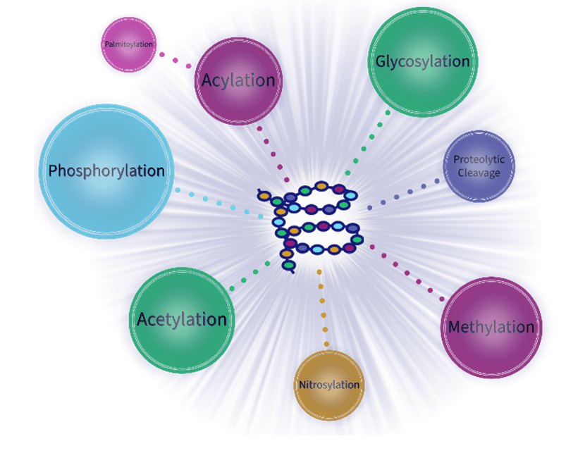 Post Translational Modifications RayBiotech RayBiotech